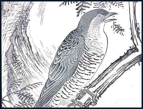 a0cqdetail.jpg - 29042 Bytes