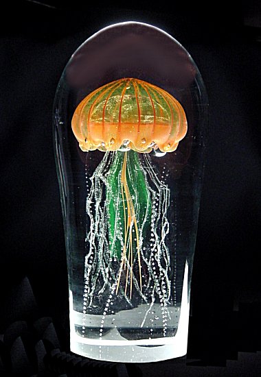 zl807jellyfish-A.jpg - 48634 Bytes